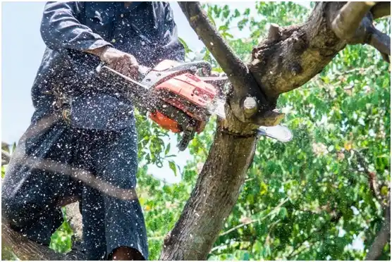 tree services West Elizabeth